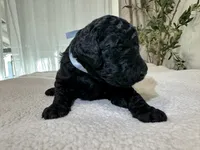 Blue, a male Goldendoodle for sale in San Fernando, CA – 2 of 3