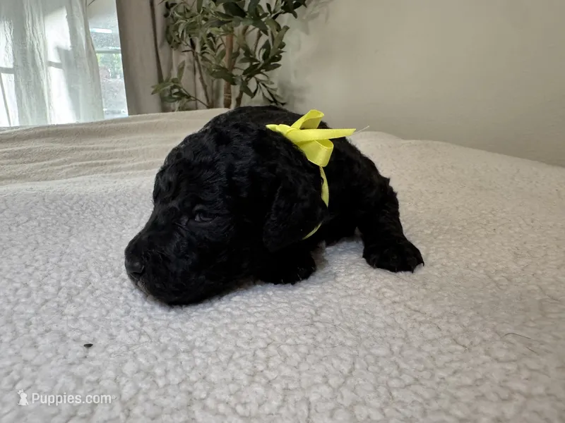 Yellow  – Goldendoodle puppy for sale in San Fernando, CA
