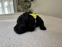 Yellow , a male Goldendoodle for sale in San Fernando, CA – 1 of 2