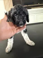 botitas, a female Goldendoodle for sale in San Fernando, CA – 2 of 2