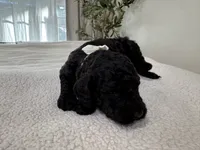 White, a male Goldendoodle for sale in San Fernando, CA – 2 of 2