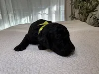 Yellow , a male Goldendoodle for sale in San Fernando, CA – 2 of 2