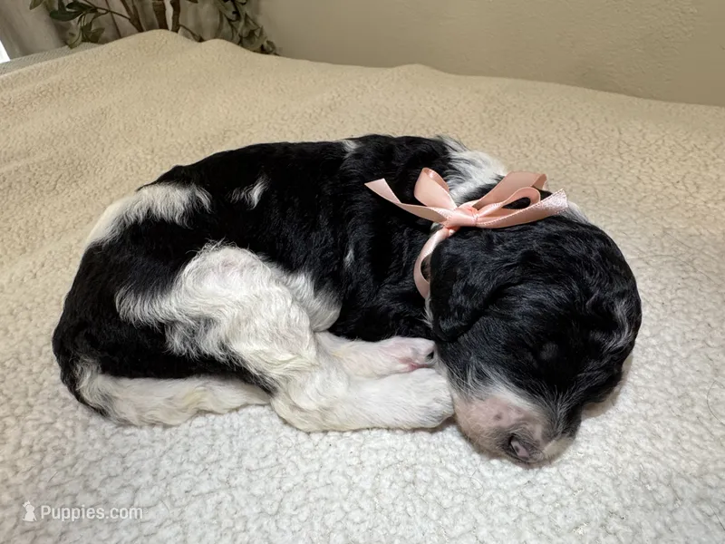 Peach  – Goldendoodle puppy for sale in San Fernando, CA