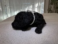 White, a male Goldendoodle for sale in San Fernando, CA – 1 of 2