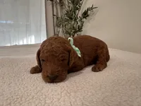 Green, a male Goldendoodle for sale in San Fernando, CA – 2 of 2