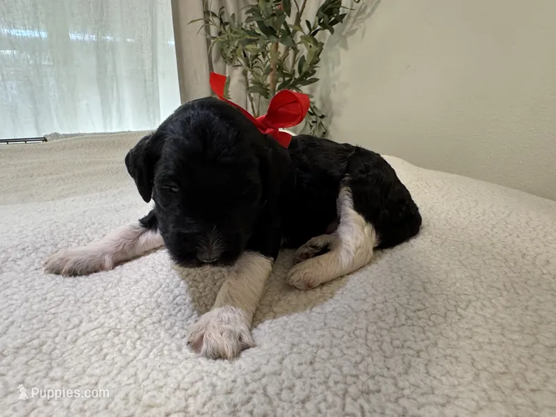 Red – Goldendoodle puppy for sale in San Fernando, CA