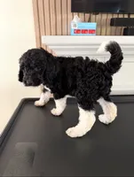 botitas, a female Goldendoodle for sale in San Fernando, CA – 1 of 2