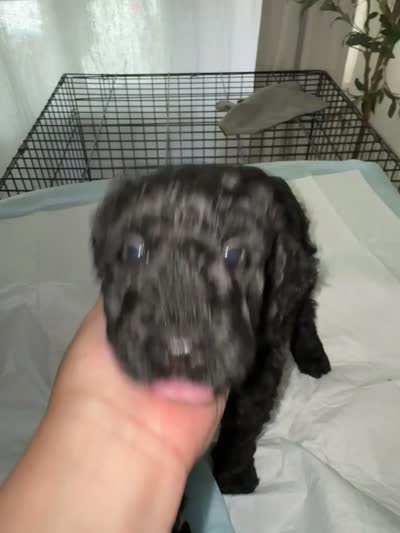 Raven, a female Goldendoodle for sale in San Fernando, CA – 3 of 3