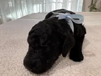 Blue, a male Goldendoodle for sale in San Fernando, CA – 1 of 3