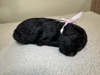 Baby pink, a female Goldendoodle for sale in San Fernando, CA – 1 of 2