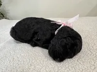 Baby pink, a female Goldendoodle for sale in San Fernando, CA – 2 of 2