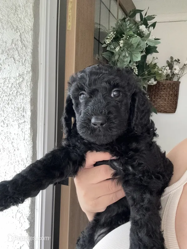 Raven – Goldendoodle puppy for sale in San Fernando, CA