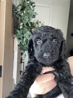 Raven, a female Goldendoodle for sale in San Fernando, CA – 2 of 3