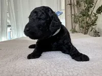 Blue, a male Goldendoodle for sale in San Fernando, CA – 3 of 3