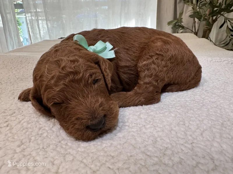 Green – Goldendoodle puppy for sale in San Fernando, CA