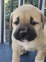 Baby girl , a female Anatolian Shepherd Dog for sale in Germanton, NC – Photo 3 of 9
