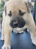 Baby girl , a female Anatolian Shepherd Dog for sale in Germanton, NC – Photo 4 of 9
