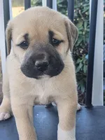 Baby girl , a female Anatolian Shepherd Dog for sale in Germanton, NC – Photo 2 of 9