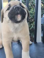 Baby girl , a female Anatolian Shepherd Dog for sale in Germanton, NC – Photo 5 of 9
