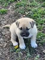 Baby girl , a female Anatolian Shepherd Dog for sale in Germanton, NC – Photo 8 of 9