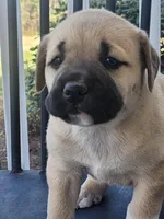 Baby girl , a female Anatolian Shepherd Dog for sale in Germanton, NC – Photo 6 of 9