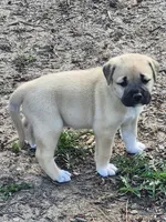 Baby girl , a female Anatolian Shepherd Dog for sale in Germanton, NC – Photo 9 of 9
