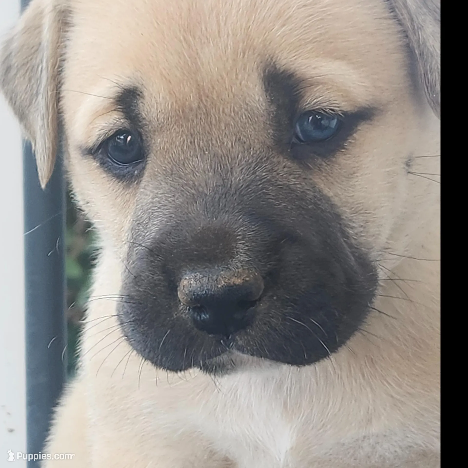 Baby girl  – Anatolian Shepherd Dog puppy for sale in Germanton, NC