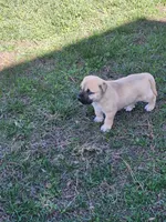 Blue , a male Anatolian Shepherd Dog for sale in Germanton, NC – Photo 5 of 5