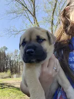 Blue , a male Anatolian Shepherd Dog for sale in Germanton, NC – Photo 3 of 5
