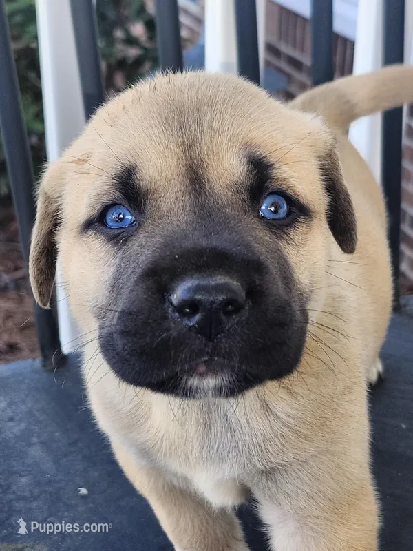 Blue  – Anatolian Shepherd Dog puppy for sale in Germanton, NC