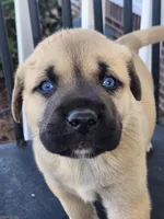 Blue , a male Anatolian Shepherd Dog for sale in Germanton, NC – Photo 1 of 5