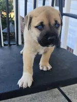 Blue , a male Anatolian Shepherd Dog for sale in Germanton, NC – Photo 2 of 5