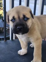 Blue , a male Anatolian Shepherd Dog for sale in Germanton, NC – Photo 4 of 5