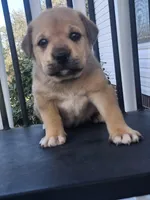 Star , a male Anatolian Shepherd Dog for sale in Germanton, NC – Photo 7 of 7