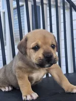 Star , a male Anatolian Shepherd Dog for sale in Germanton, NC – Photo 5 of 7