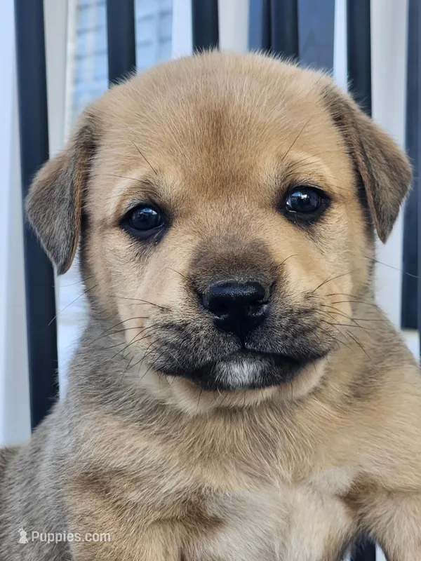 Star  – Anatolian Shepherd Dog puppy for sale in Germanton, NC