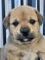 Star , a male Anatolian Shepherd Dog for sale in Germanton, NC – Photo 1 of 7