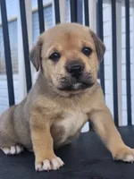 Star , a male Anatolian Shepherd Dog for sale in Germanton, NC – Photo 2 of 7