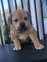 Star , a male Anatolian Shepherd Dog for sale in Germanton, NC – Photo 4 of 7