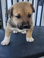 Brownie , a male Anatolian Shepherd Dog for sale in Germanton, NC – Photo 2 of 6