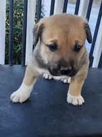 Brownie , a male Anatolian Shepherd Dog for sale in Germanton, NC – Photo 4 of 6