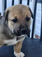 Brownie , a male Anatolian Shepherd Dog for sale in Germanton, NC – Photo 5 of 6
