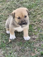 Brownie , a male Anatolian Shepherd Dog for sale in Germanton, NC – Photo 6 of 6