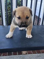 Brownie , a male Anatolian Shepherd Dog for sale in Germanton, NC – Photo 3 of 6