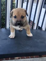 Brownie , a male Anatolian Shepherd Dog for sale in Germanton, NC – Photo 1 of 6