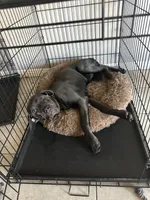 Gracie, a female Cane Corso for sale in North Las Vegas, NV – 3 of 4