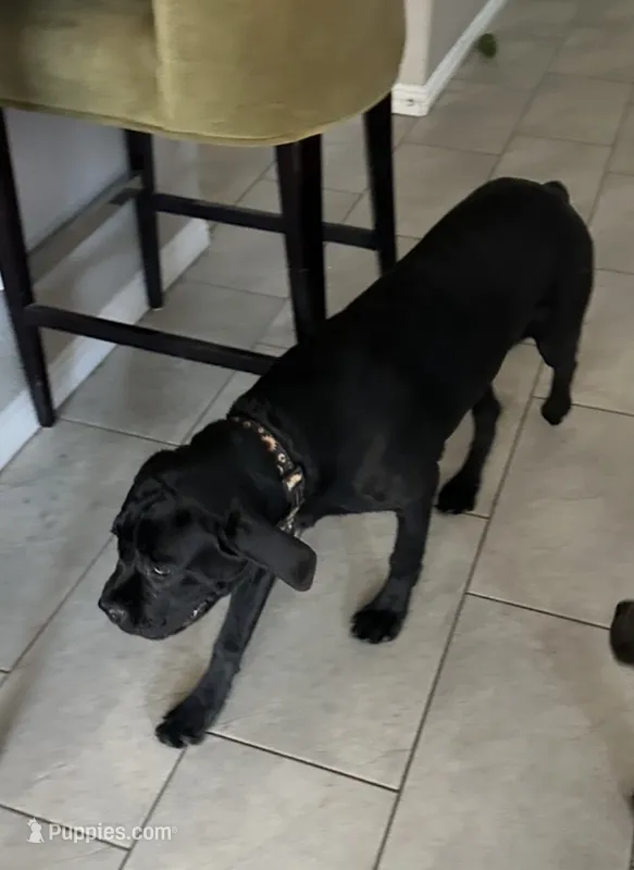 Aries – Cane Corso puppy for sale in North Las Vegas, NV