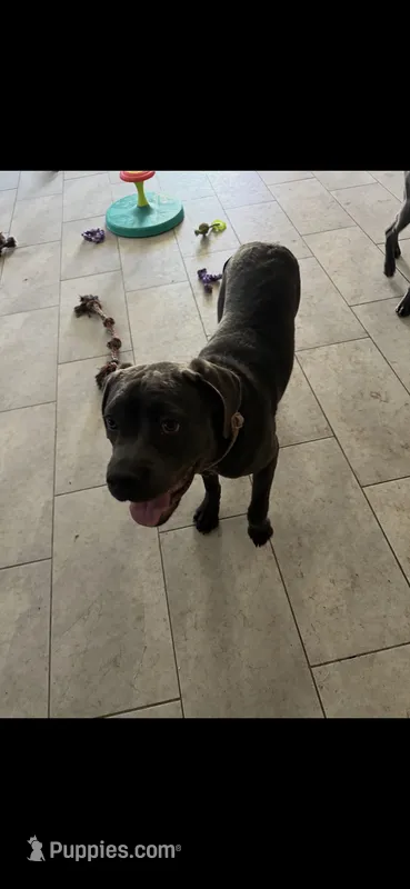 Gracie – Cane Corso puppy for sale in North Las Vegas, NV