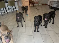 Aries, a male Cane Corso for sale in North Las Vegas, NV – 3 of 5
