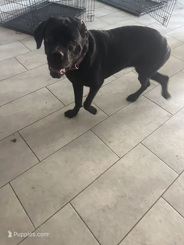 Aries – Cane Corso puppy for sale in North Las Vegas, NV